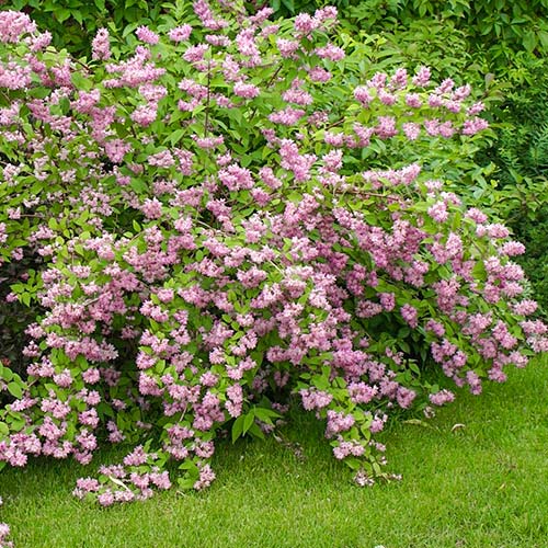 1 buc, Deutzia Strawberry Fields, P9 - Răsaduri: Mod de ambalare: 1 buc
