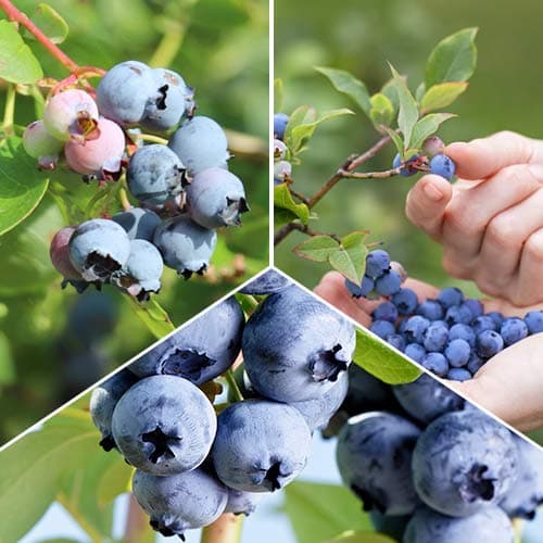 Blueberry Giant set, 3 plântulas - Plântulas: Ilość w opakowaniu: 3 plant