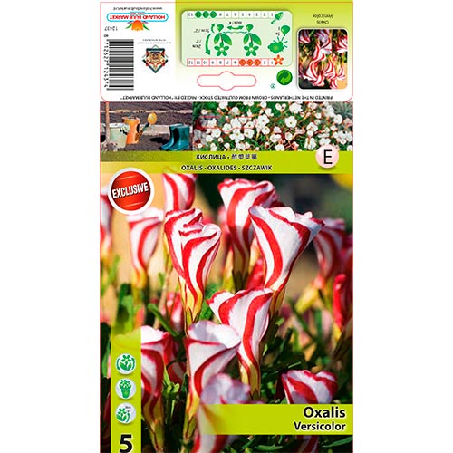 Oxalis Versicolor - Bulbos: Ilość w opakowaniu: 5 bulbe