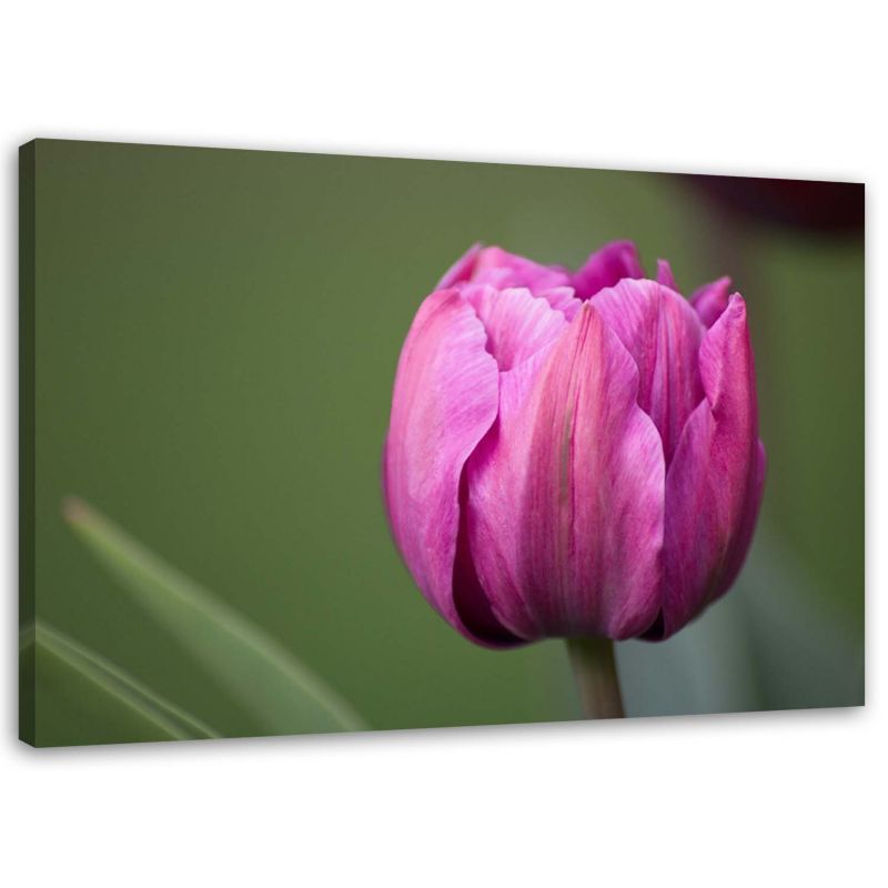 Obraz na płótnie Feeby Fioletowy kwiat tulipana 60x40cm 1szt