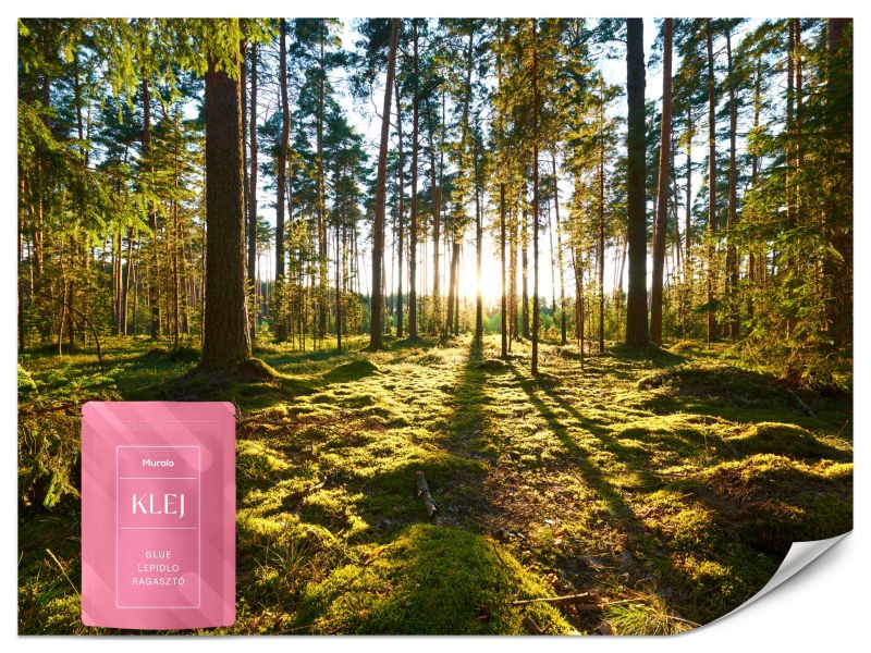 Fototapeta Muralo Promienie Słońca Natura Las 300x210 cm 1szt.