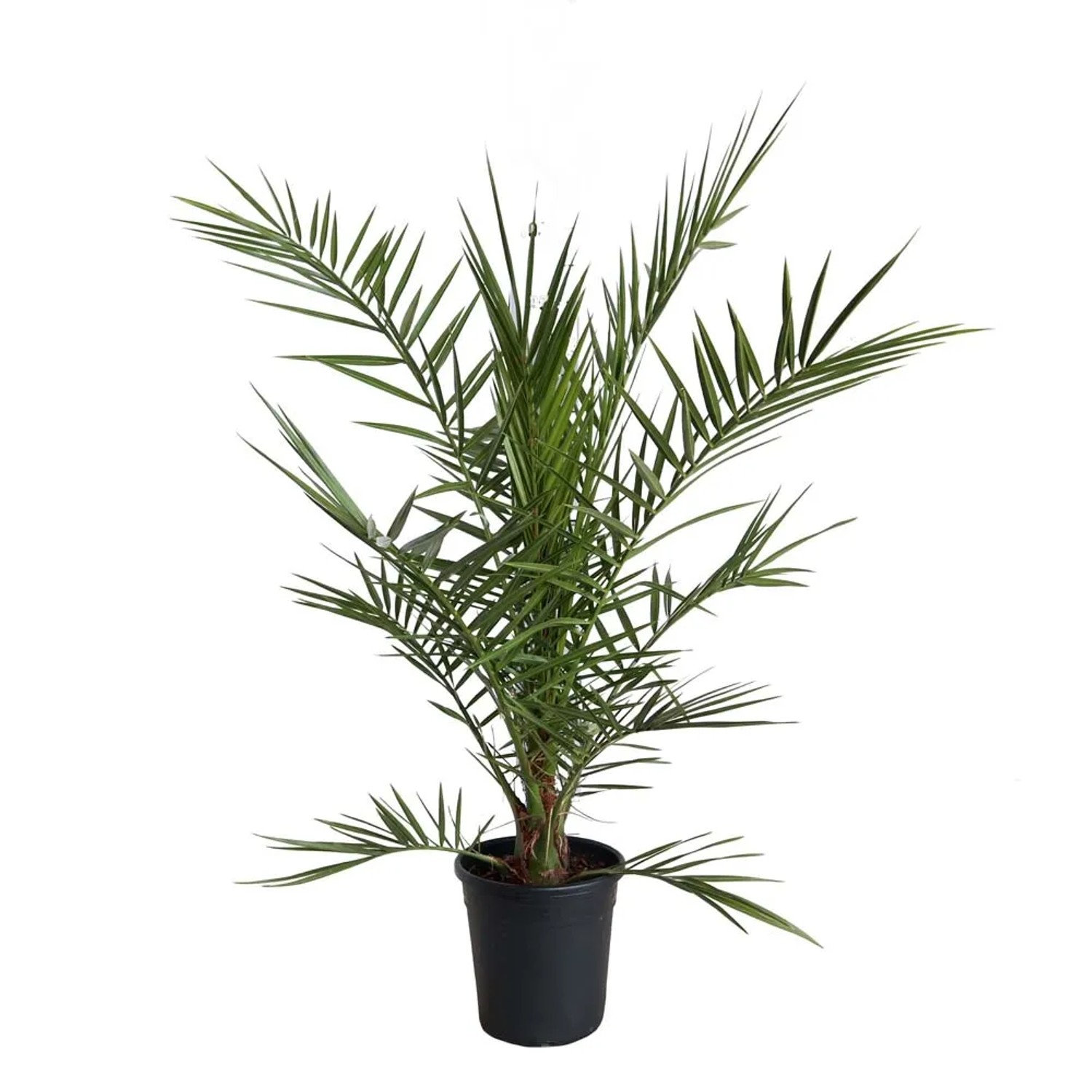 Daktylowiec (Phoenix Canariensis) - wys. około 140 cm, don. 22 cm