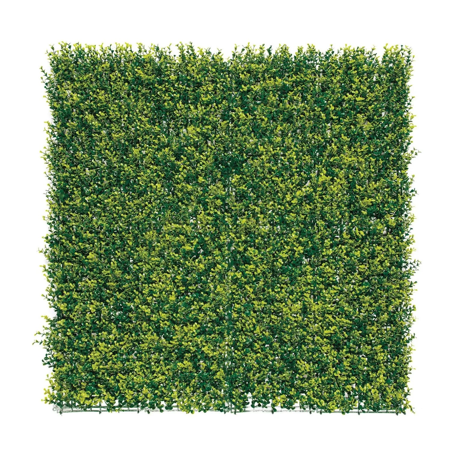 Panel wertykalny Buxus - 1x1 m