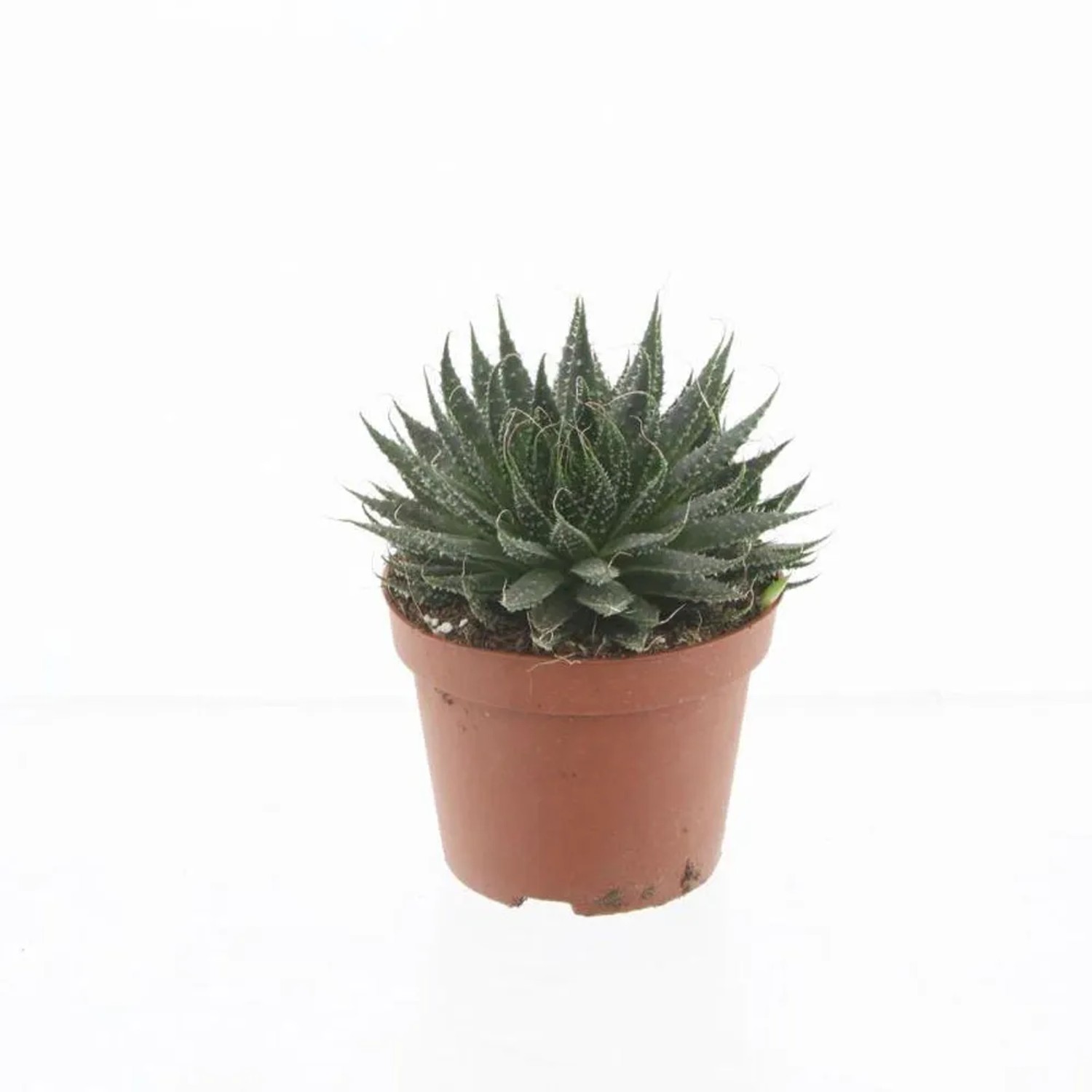 Aloes - Aloe Aristata wys20-30cm don.14cm
