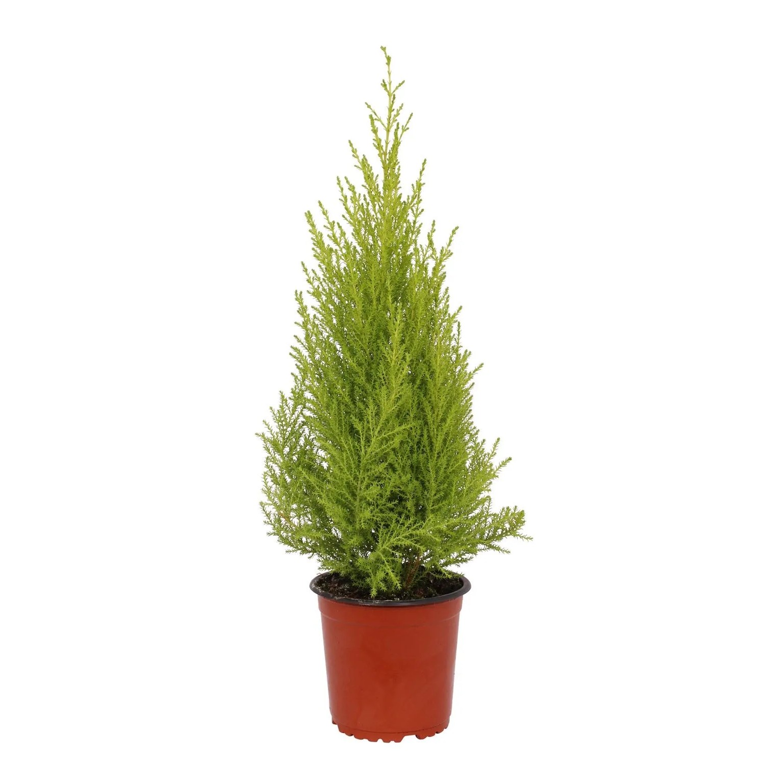 Cyprysik Goldcrest Wilma (Cupressus macrocarpa) don. 14 cm