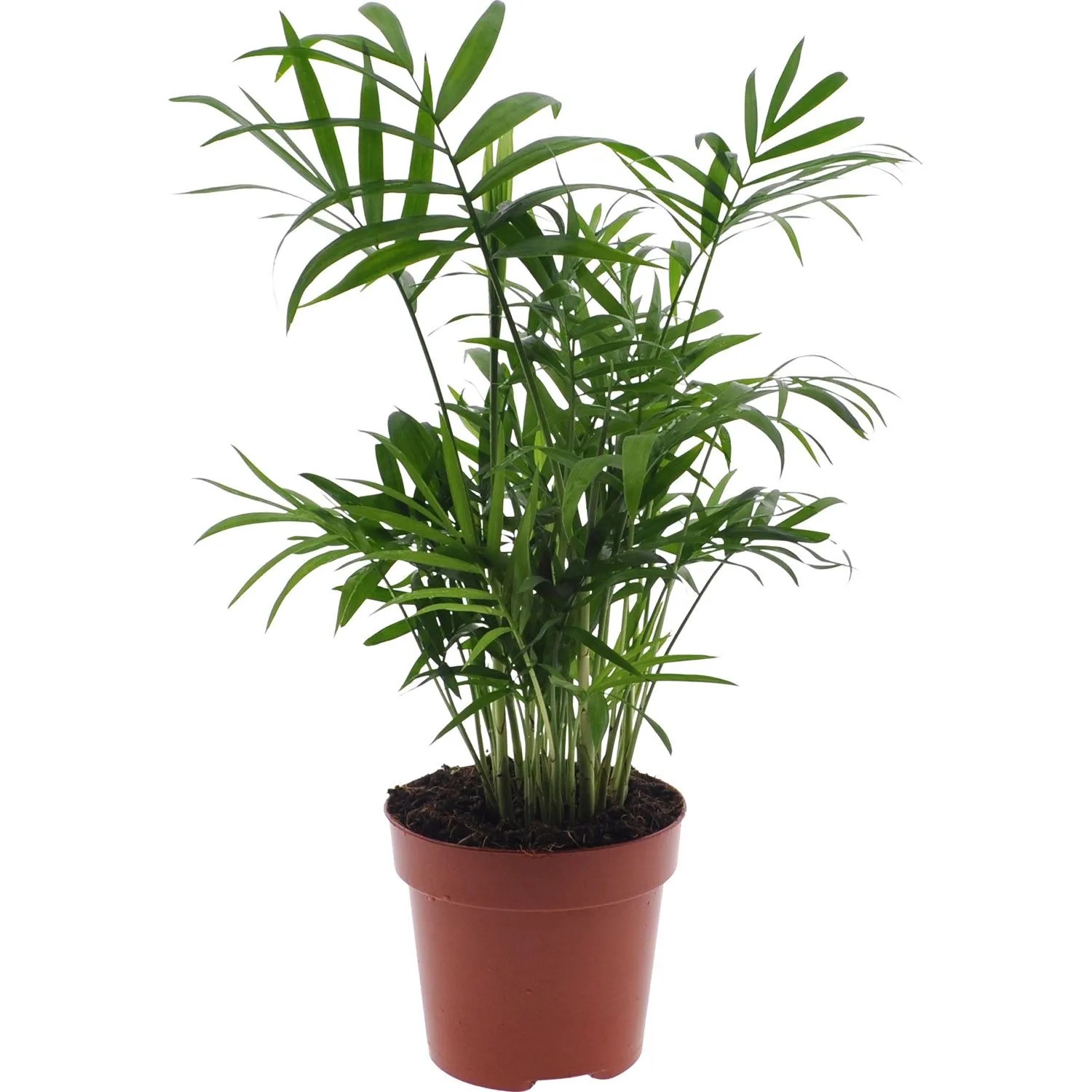 Chamedora (Chamaedorea) - don. 12 cm