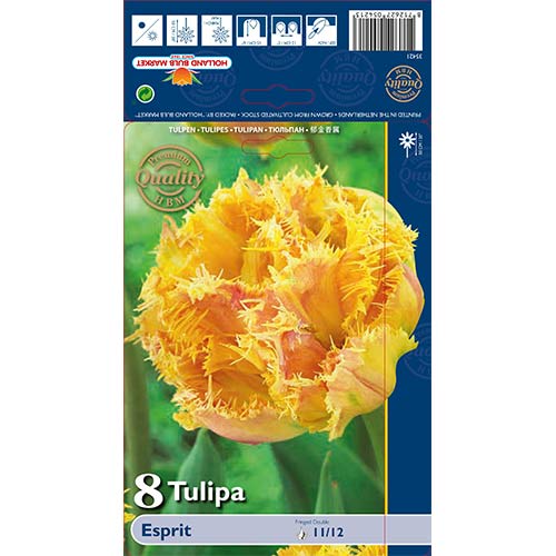 8 cib, Tulipán Esprit - : Monžstvo balíkov: 8 cib