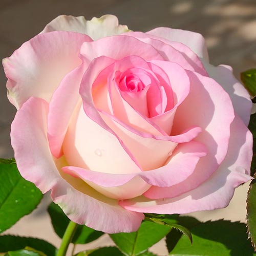 1 szt, Großblumige Rose Moonstone , C5 - Setzlinge: Ilość w opakowaniu: 1 szt
