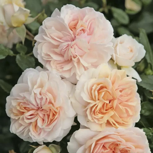 Rosa floribunda Garden of Roses , C5 - Plántulas: Ilość w opakowaniu: 1 plantas