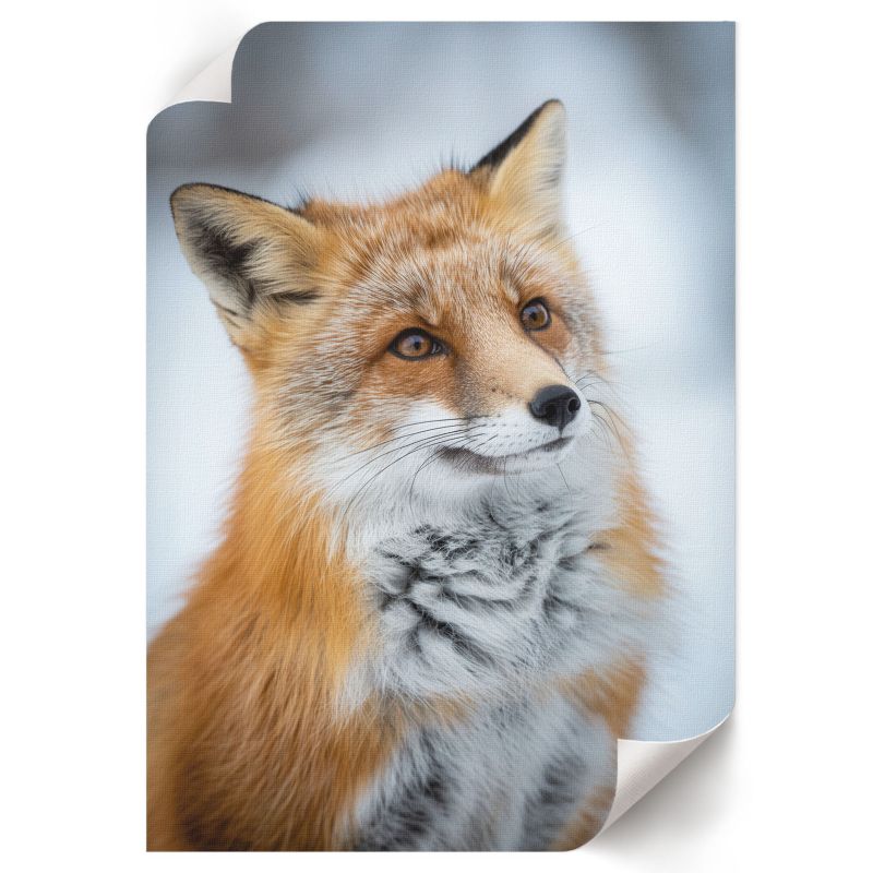 Plakat ArtPrintCave 59,5x84 cm Zimowy lis Omega 1 szt.