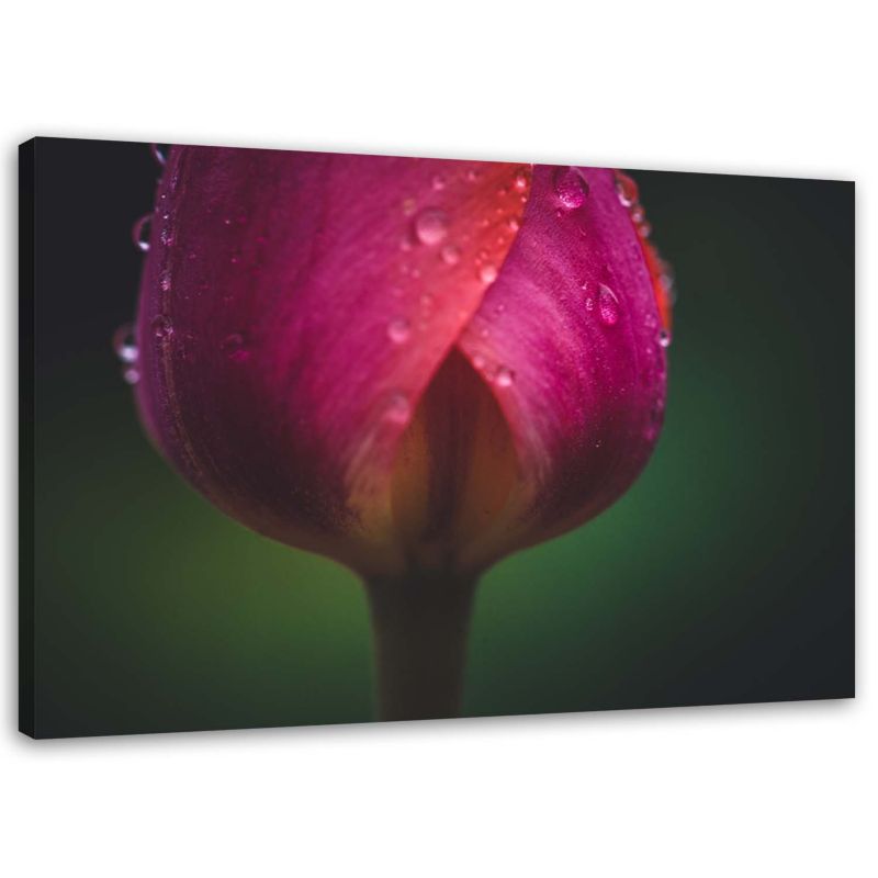 Obraz na płótnie Feeby Pąk i rosa 90x60cm 1szt