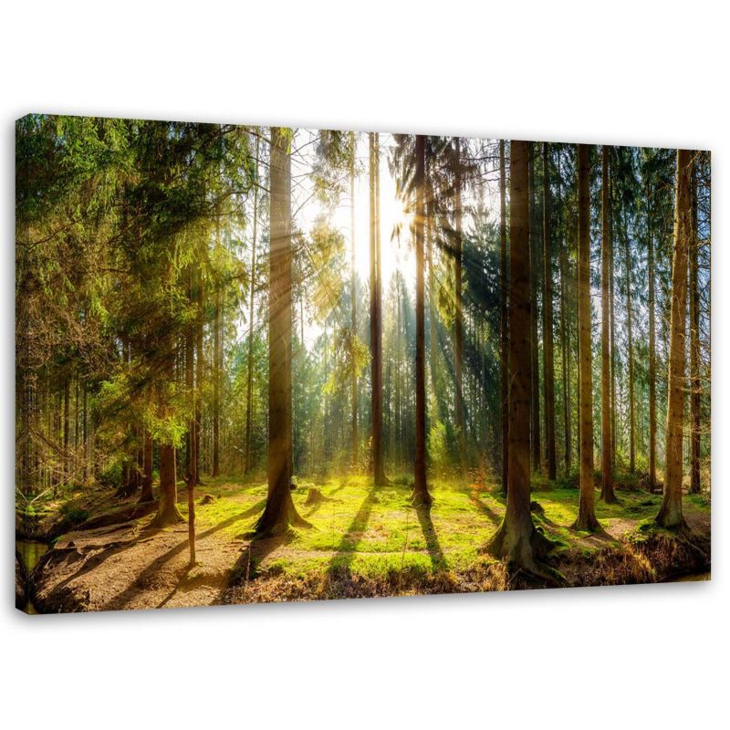 Obraz na płótnie Feeby Promienie w słonecznym lesie 100x70cm 1szt