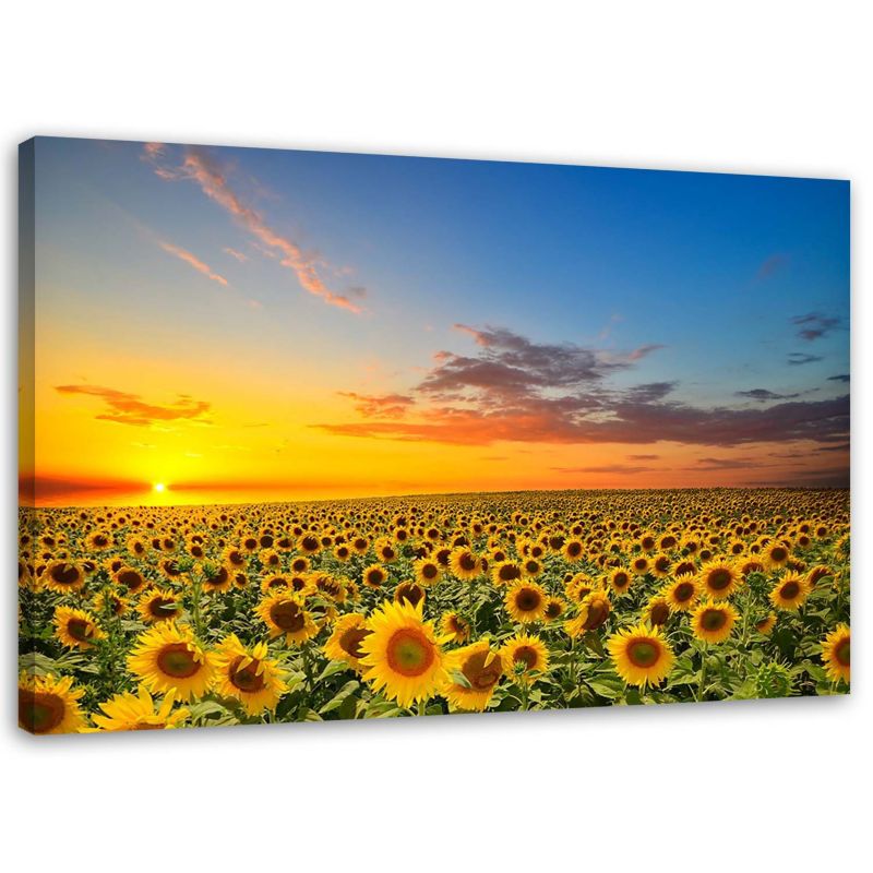 Obraz Feeby Łąka słoneczników o zachodzie słońca 120x80cm 1szt