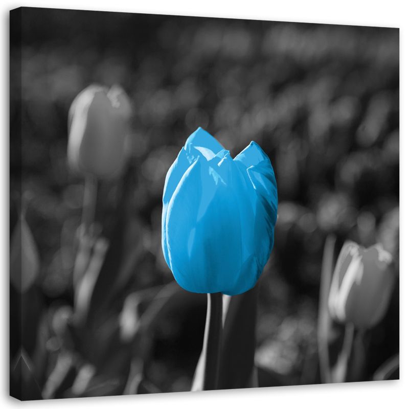 Obraz na płótnie Feeby Niebieski tulipan kwiat natura 20x20cm 1szt