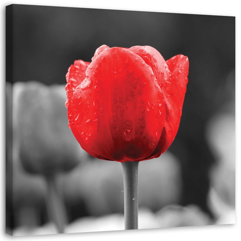 Obraz na płótnie Feeby Tulipan czerwony kwiat 50x50cm 1szt