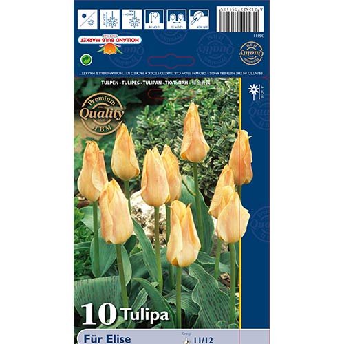 10 szt., Tulipan Greiga Fur Elise - Cebule: Ilość w opakowaniu: 10 szt.