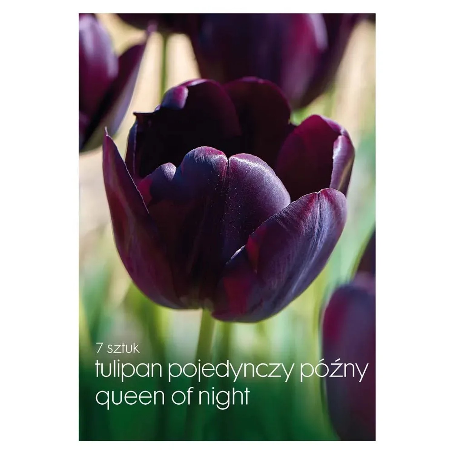 Tulipan pojedynczy (Queen of Night) - 7 szt.