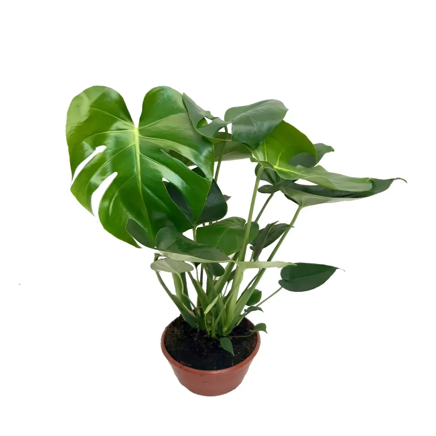 Monstera dziurawa (Monstera deliciosa) 6 pędów - don. 19 cm