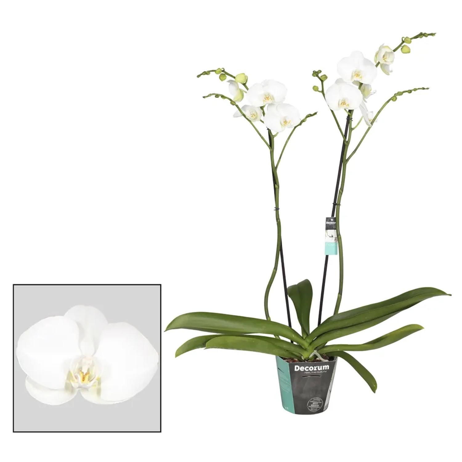 Falenopsis - Ćmówka - Storczyk (Phalaenopsis sp.) Grandiflora 2pędy biel wys. 10