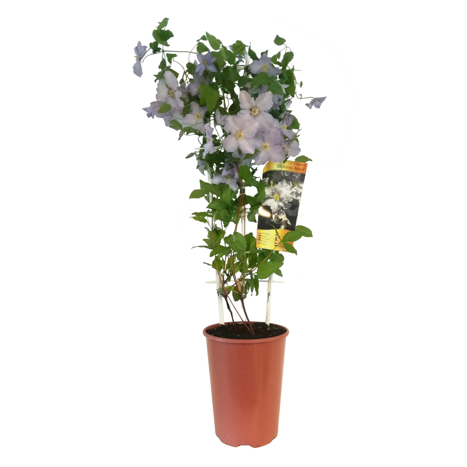 Powojnik (Clematis sp.) Mini Patio wys.90cm