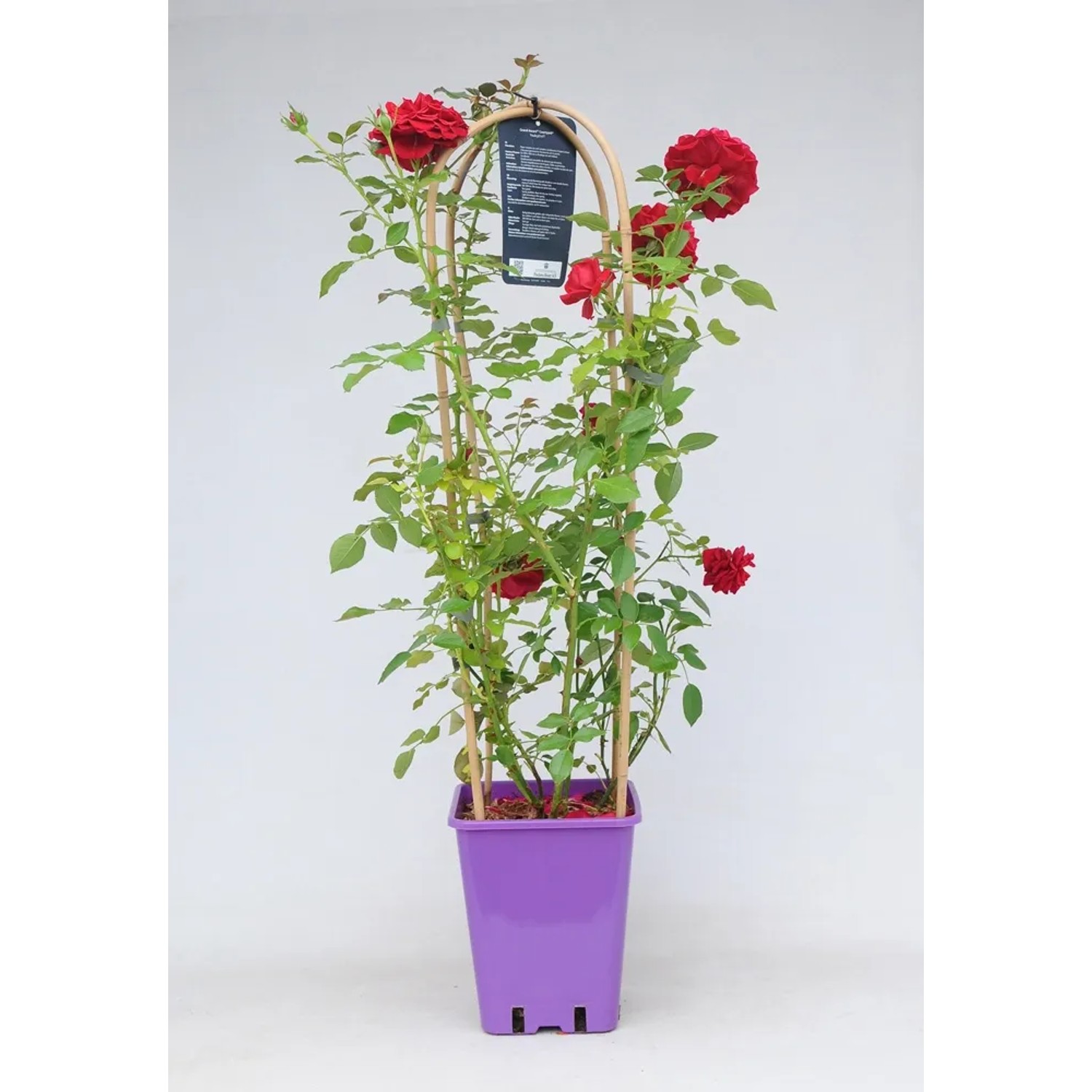 Róża pienna 95-100cm don. 4L