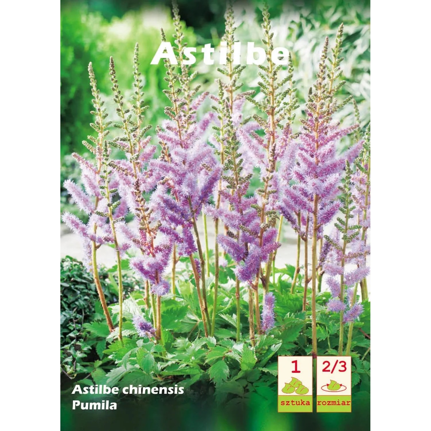 4Flower Astilbe pumila bylina ogrodowa 1 szt.