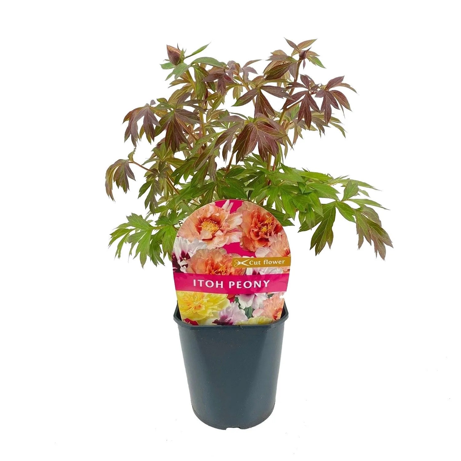 Piwonia Itoh (Paeonia Itoh) don. 7,5 l