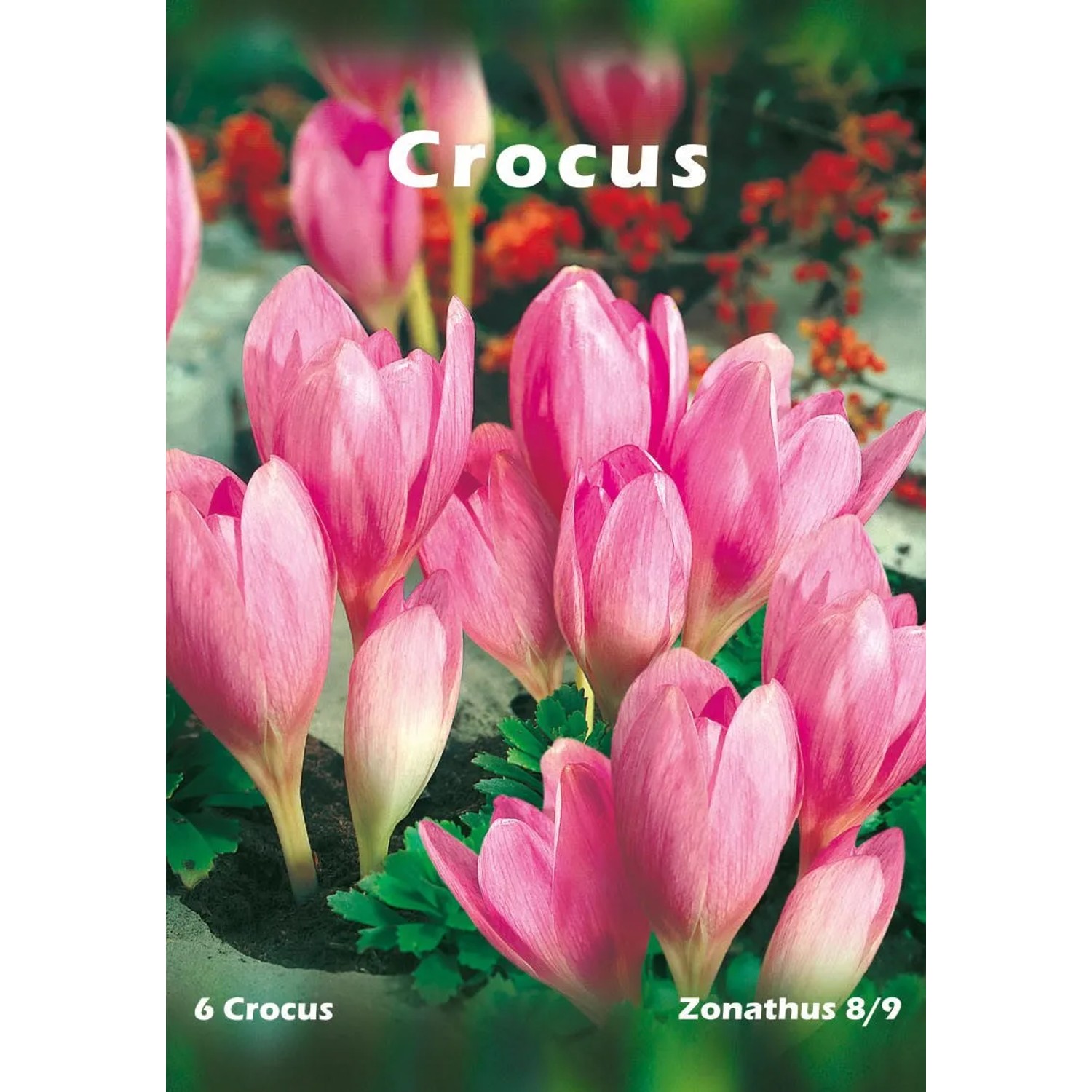 Krokus jesienny (Crocus zonathus)