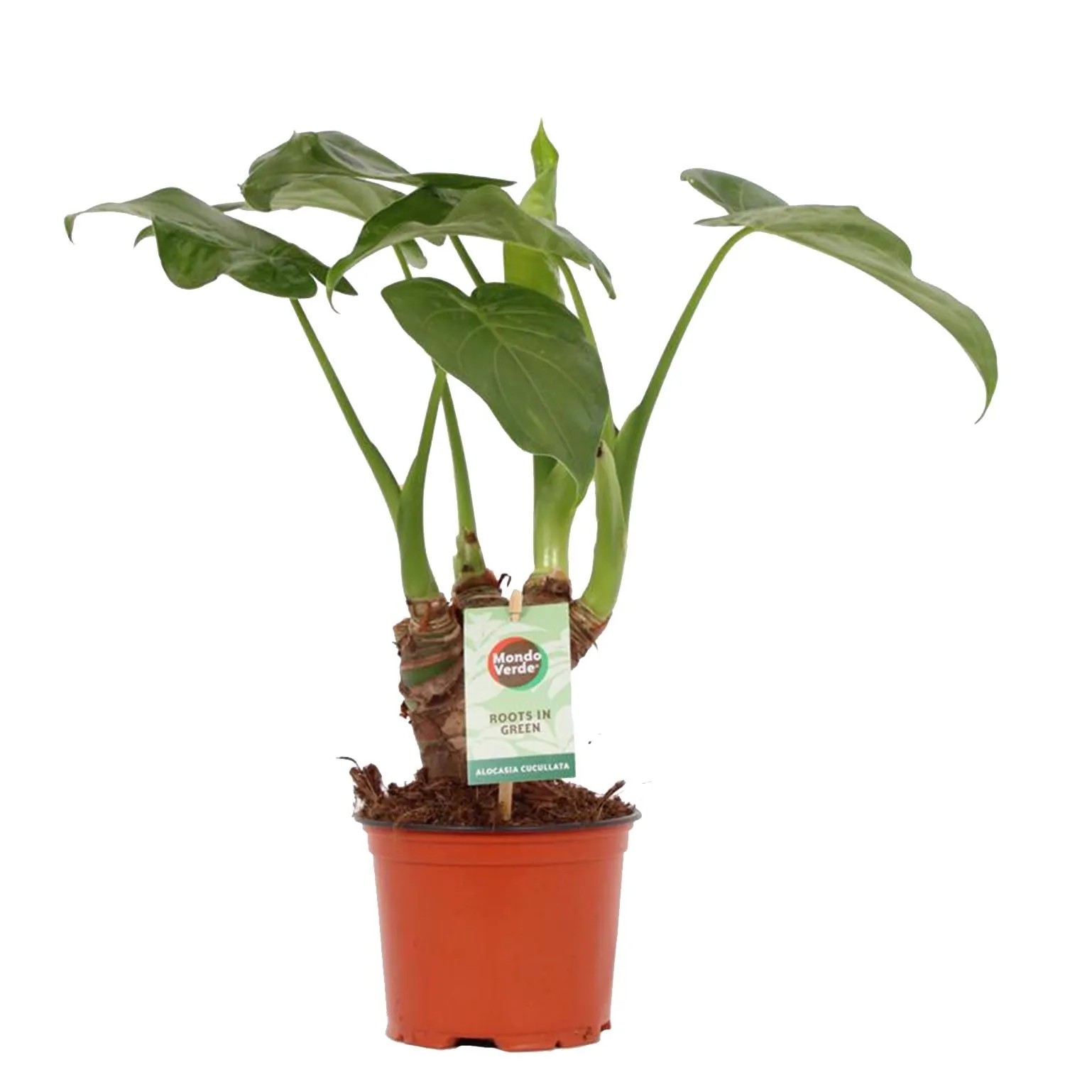 Alokazja (Alocasia cucullata) wys. 50cm