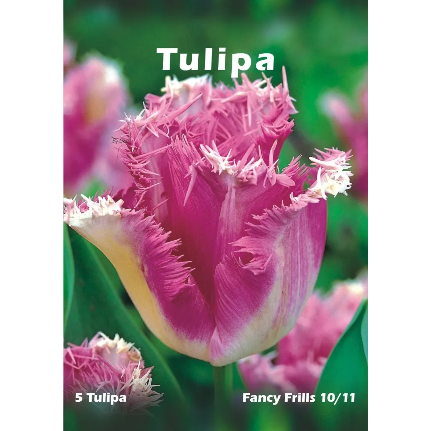Tulipan odm. Fancy Frills (Tulipa sp.)