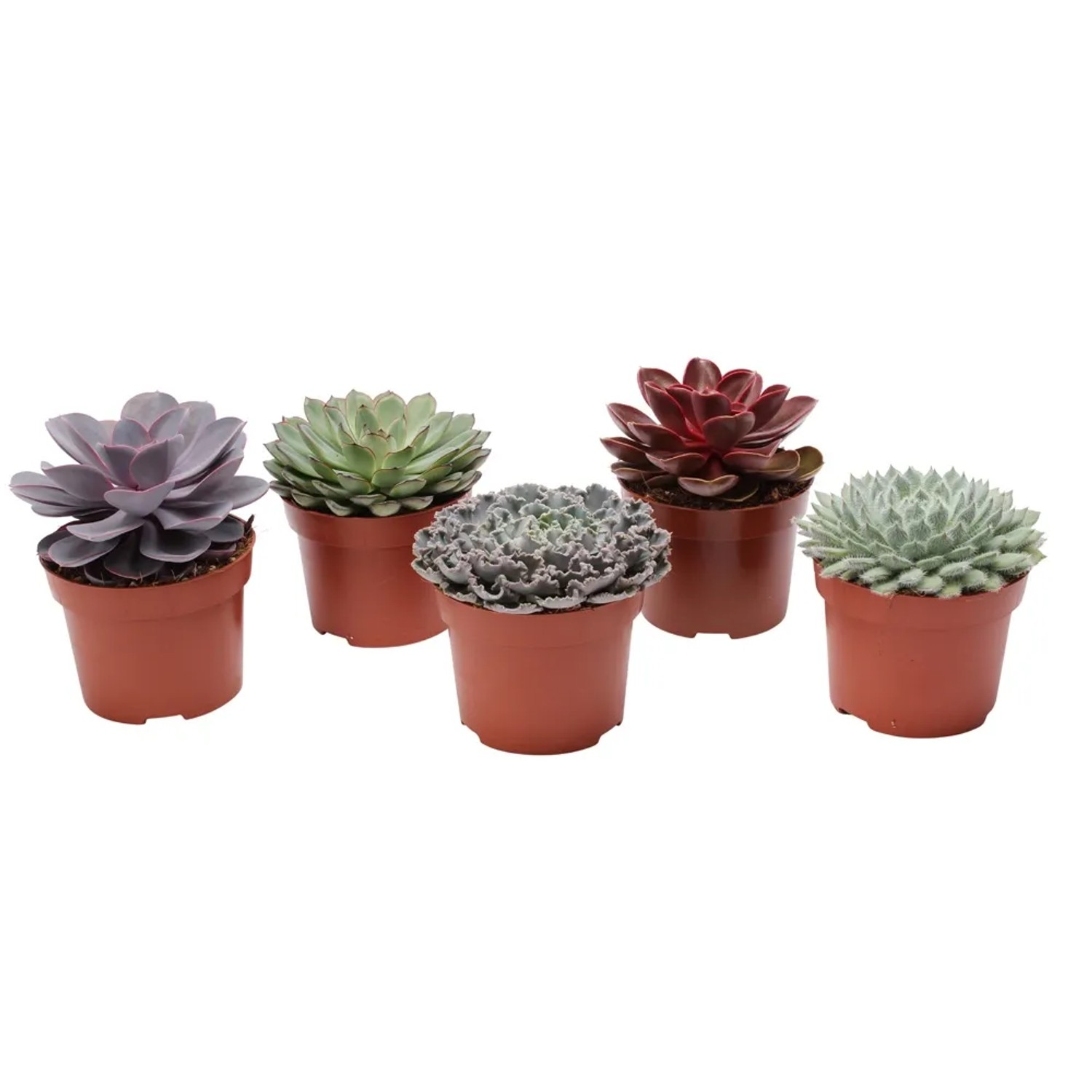 Eszeweria (Echeveria) - don. 12 cm
