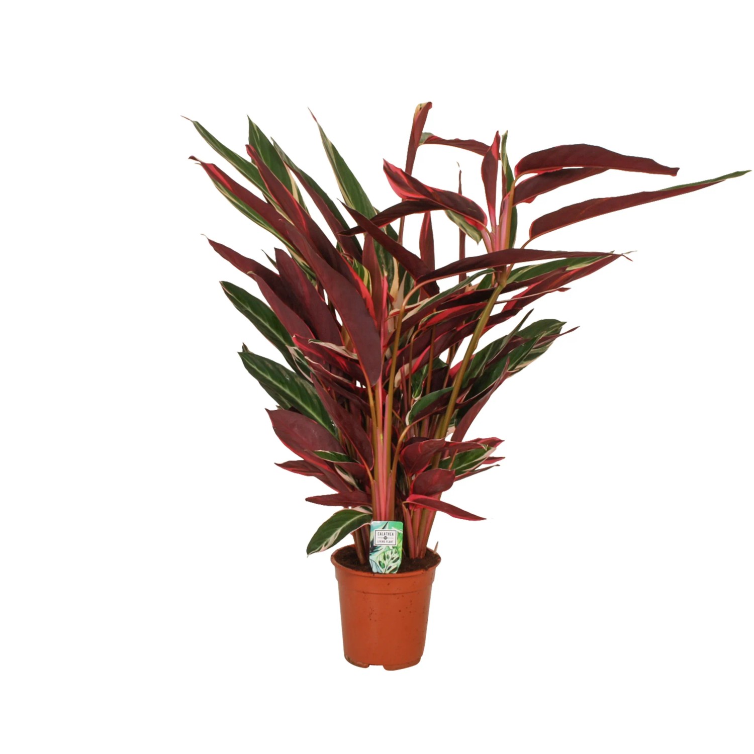 Kalatea (Calathea) Sanguinea Triostar - don. 21 cm