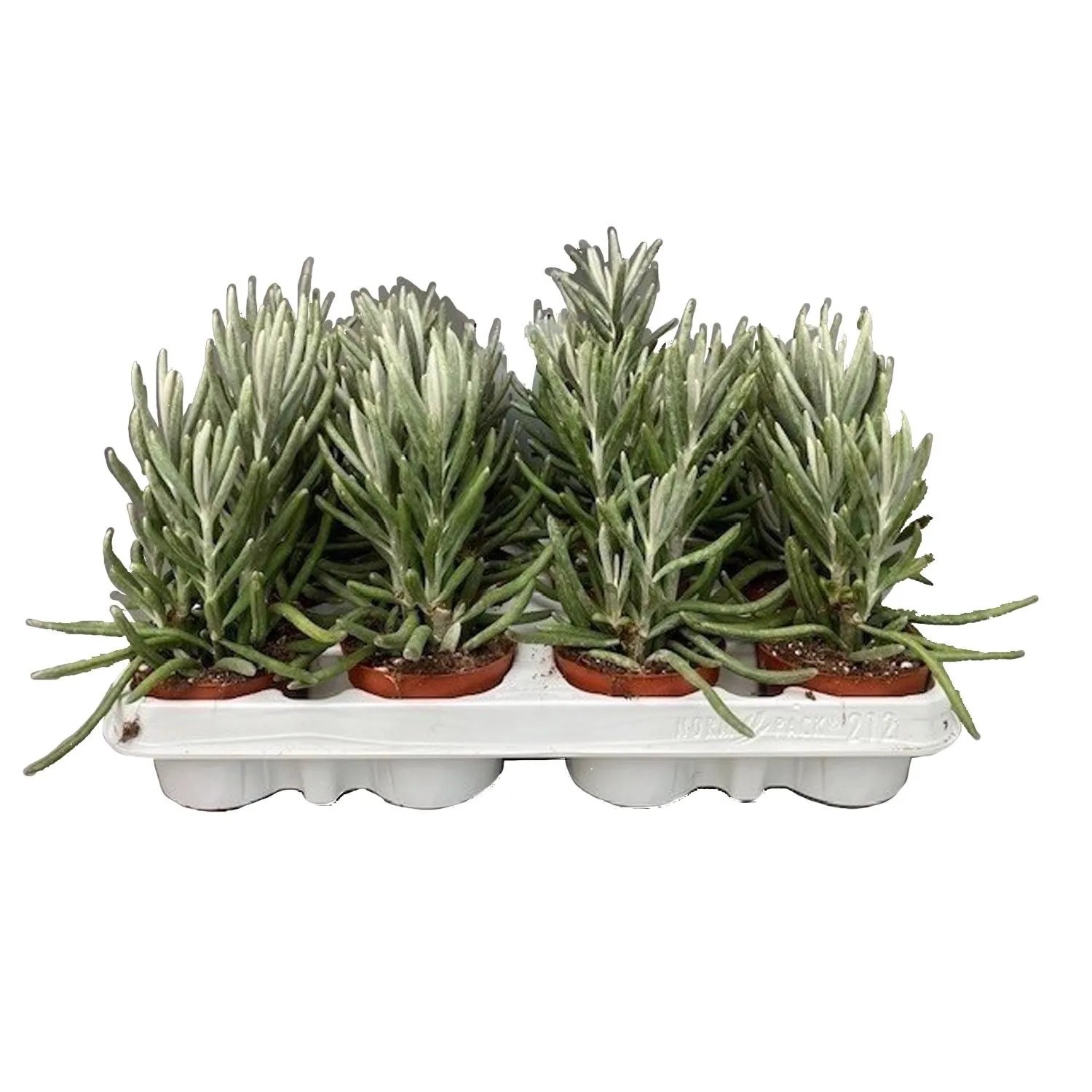 Starzec piramidalny (Senecio pyramidatus) don. 8,5 cm