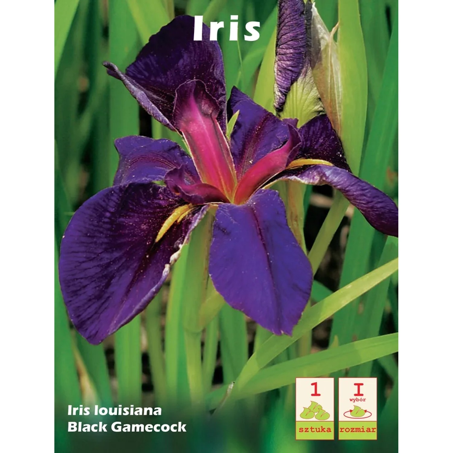 Iris louisiana Black Gamecock 1szt.