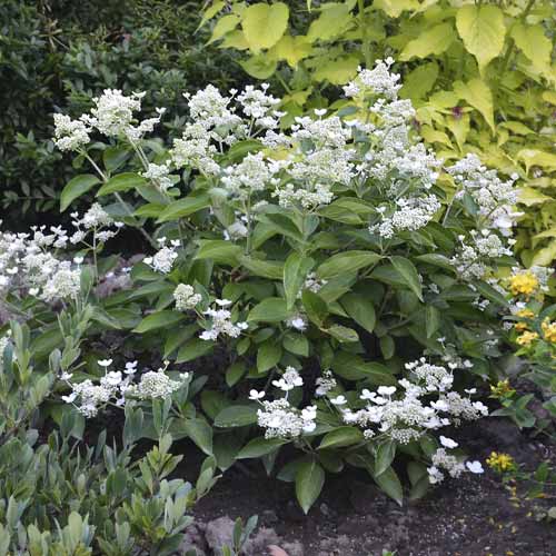 1 buc, Hortensia paniculată Prim White PBR, C3 - Puieți: Mod de ambalare: 1 buc