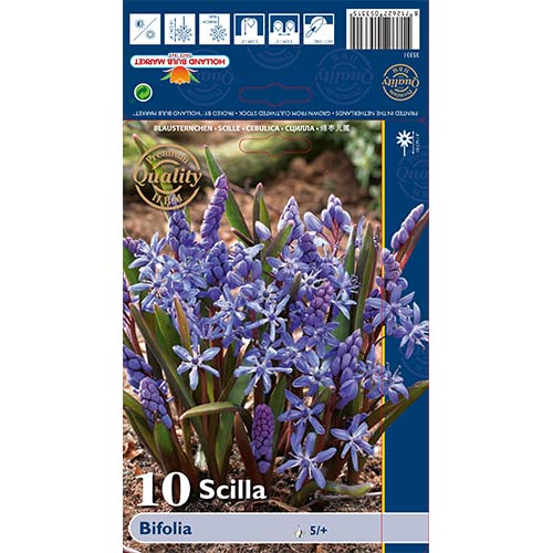 10 buc, Scilia Bifolia - Bulbi: Mod de ambalare: 10 buc