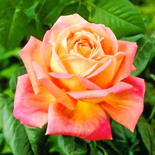 1 saz, Růža velkokvětá Orange Pink - : Monžstvo balíkov: 1 saz