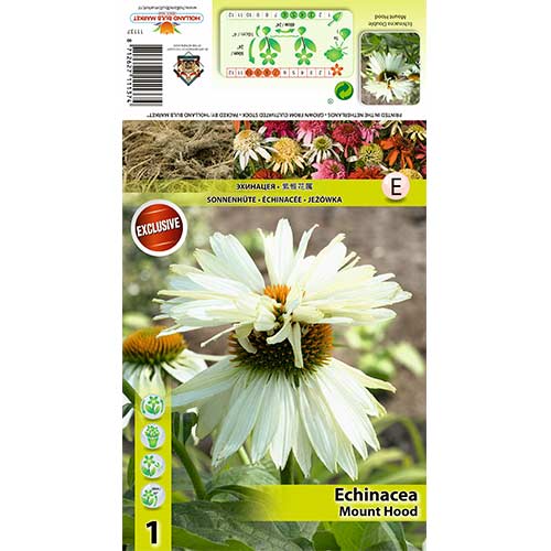 Echinacea Mount Hood - : Monžstvo balíkov: 1 kus