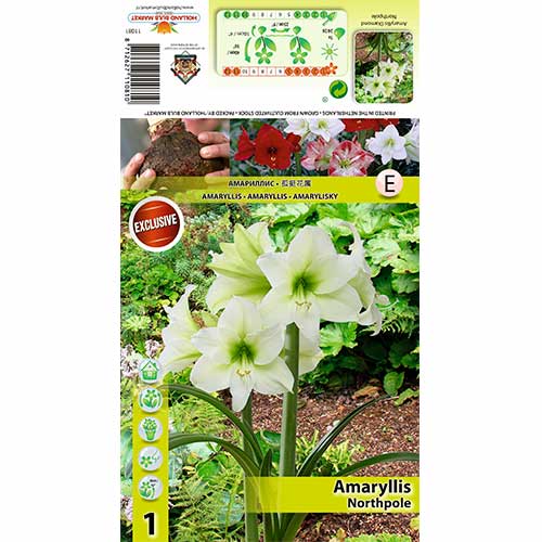 1 db, Szobaliliom (Amaryllis) Northpole - Hagymák: Mod de ambalare: 1 db
