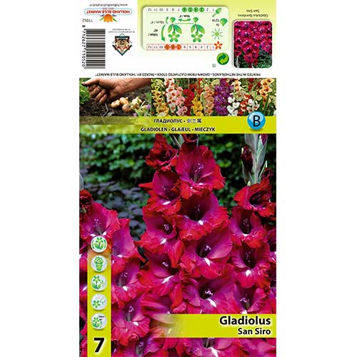 7 Stück, Großblumige Gladiole San Siro - Zwiebeln: Ilość w opakowaniu: 7 Stück