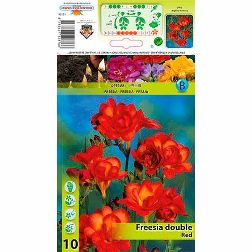 Freesia Doble Rojo - Bulbos: Ilość w opakowaniu: 10 bulbos