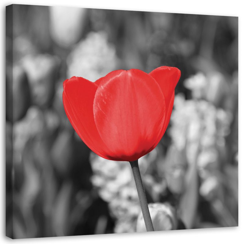 Obraz na płótnie Feeby Czerwony tulipan na łące 50x50cm 1szt