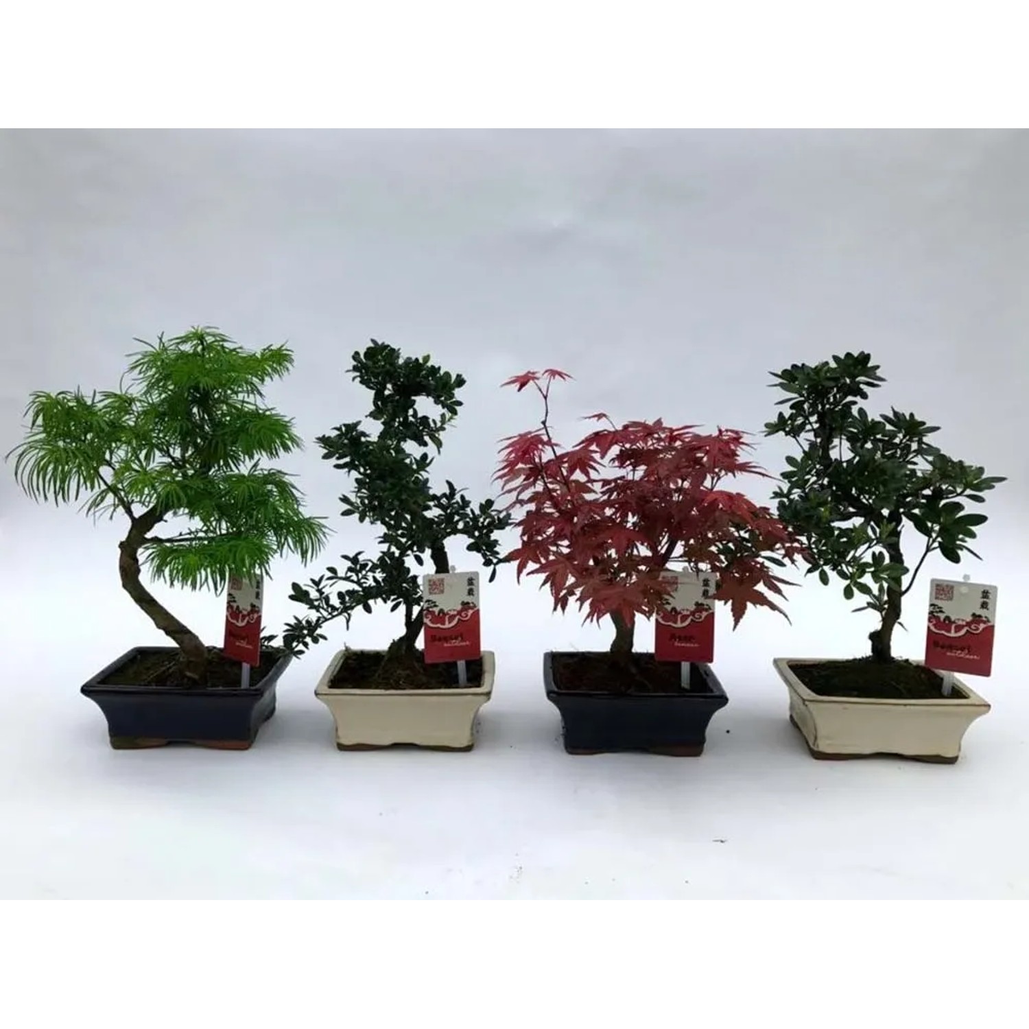 Drzewko ogrodowe Bonsai - don. 15 cm