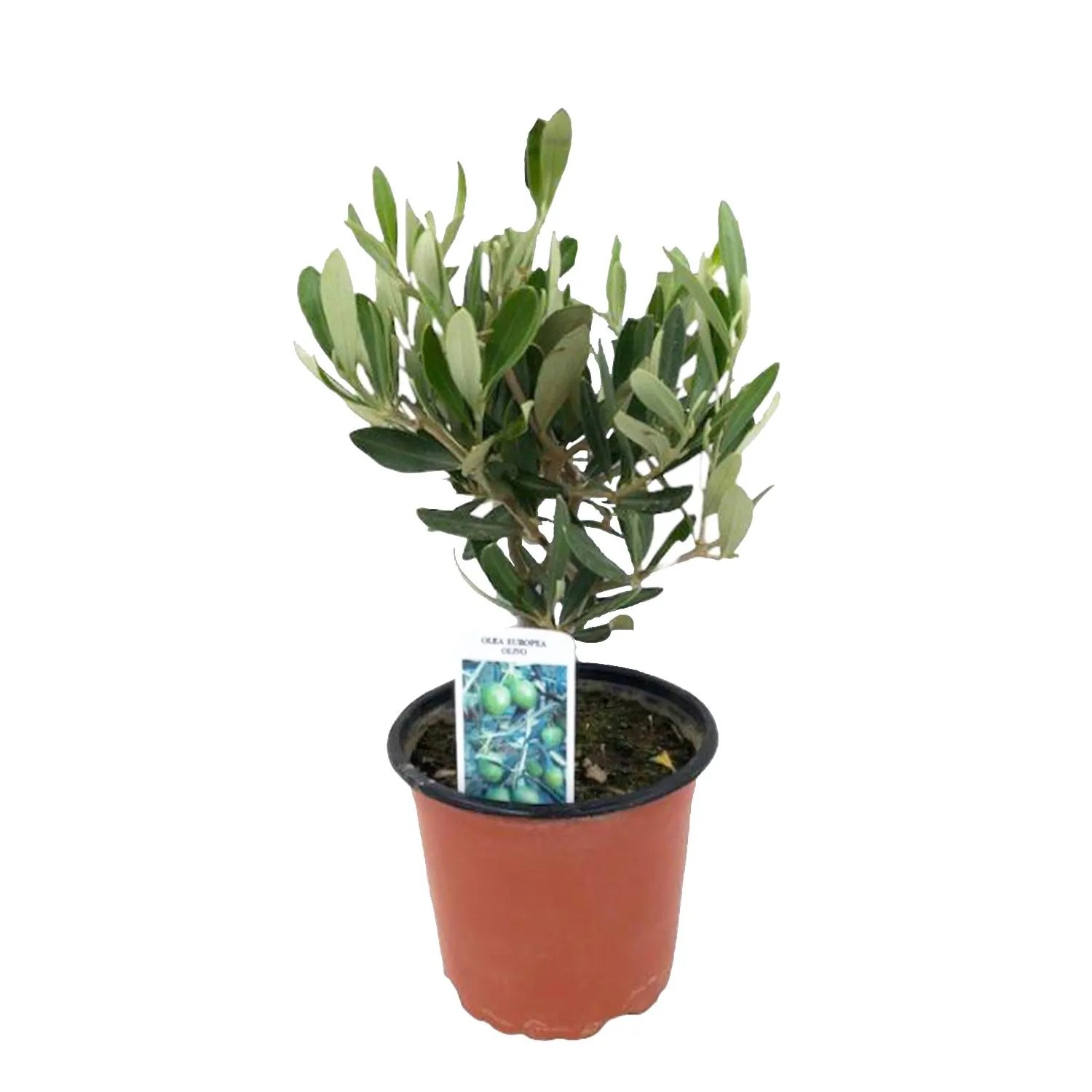 Oliwka (Olea europaea) - don. 12 cm