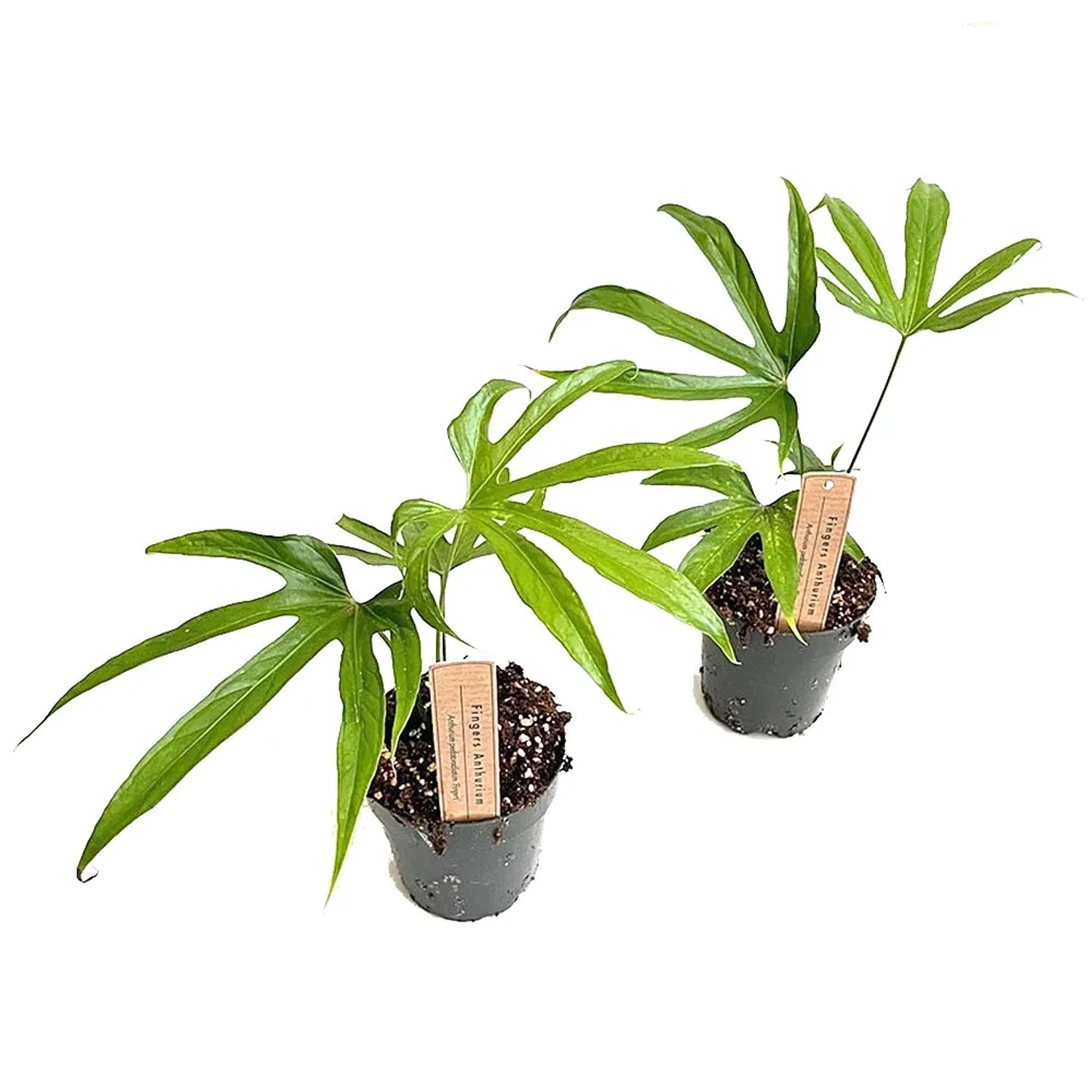 Anthurium Pedatoradiatum don. 12 cm