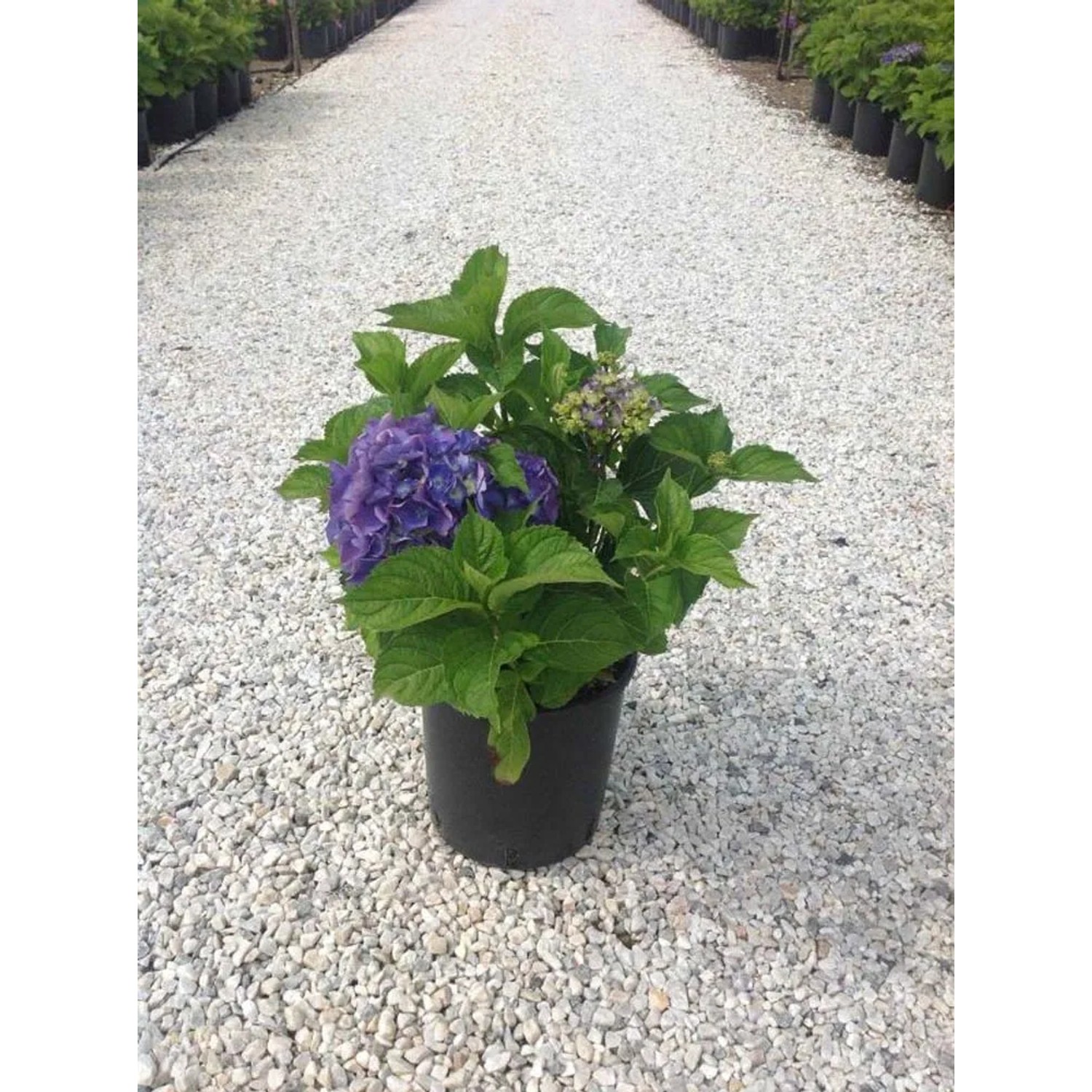 Hortensja ogrodowa (Endless Summer) - don. 10 l