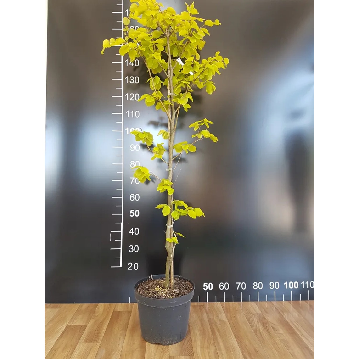 Buk pospolity Fagus wys. 140-160 don. 5L
