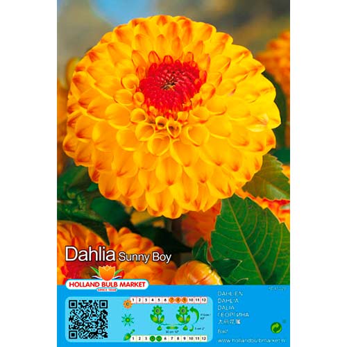 1 db, Dália Sunny Boy - Évelő: Mod de ambalare: 1 db