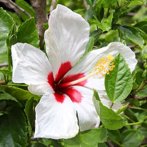 1 Pflanze(n), Hibiskus Red heart, P9 - Setzlinge: Ilość w opakowaniu: 1 Pflanze(n)