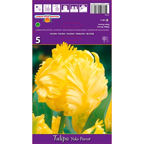 5 Stück, Tulpe Yoko Parrot - Blumenzwiebeln: Ilość w opakowaniu: 5 Stück